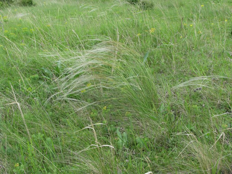 L'herbe à plumes est magnifique