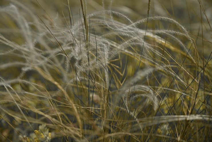 Herbe à plumes