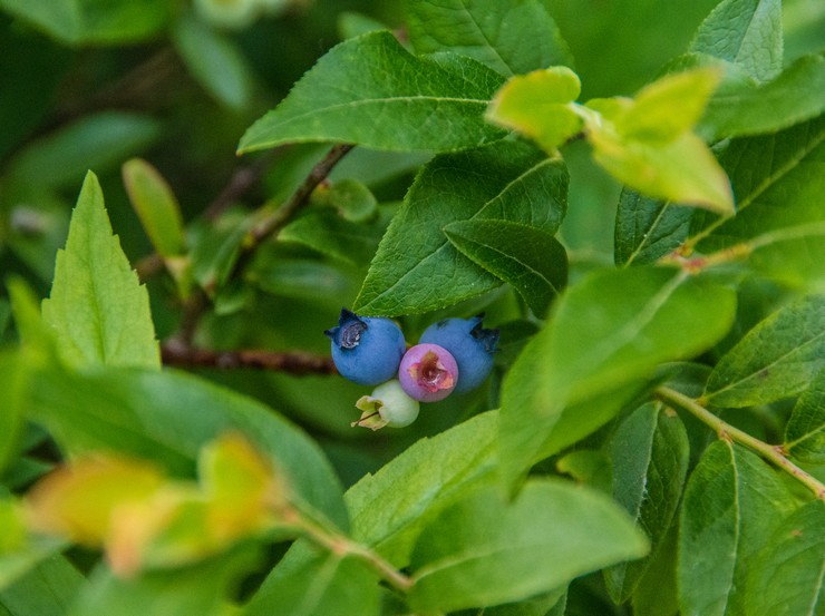 Blueberry Angustifolia