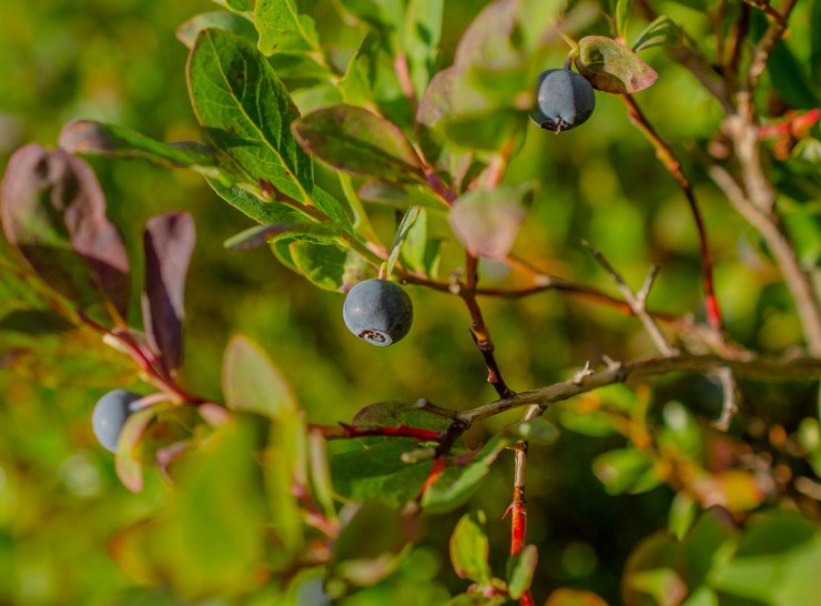 Blueberry berdaun bujur