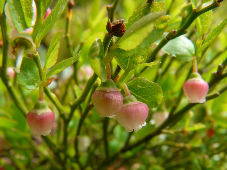 Blueberry panicle