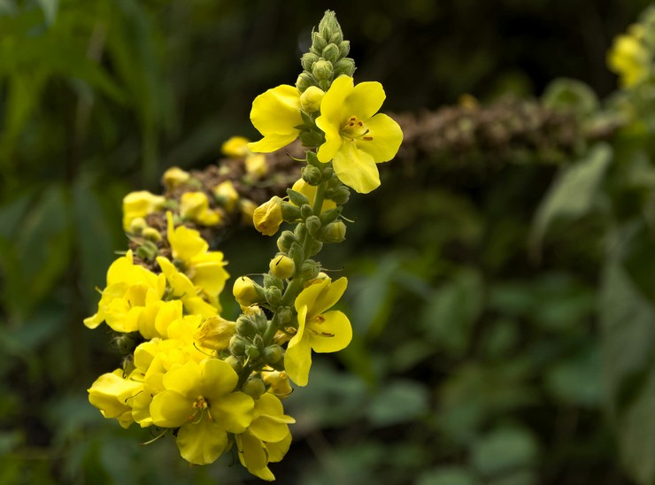 Mullein tongkat