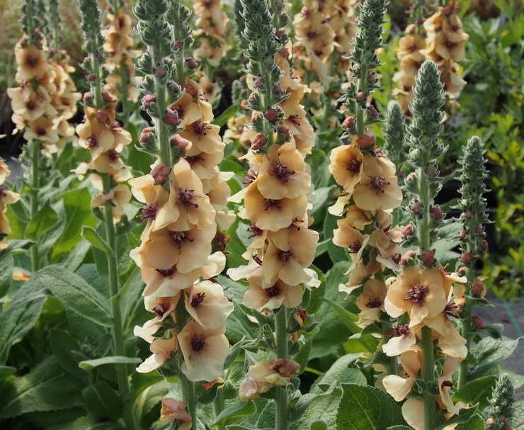 Hibrid Mullein