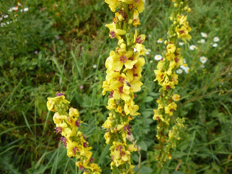 Svart mullein