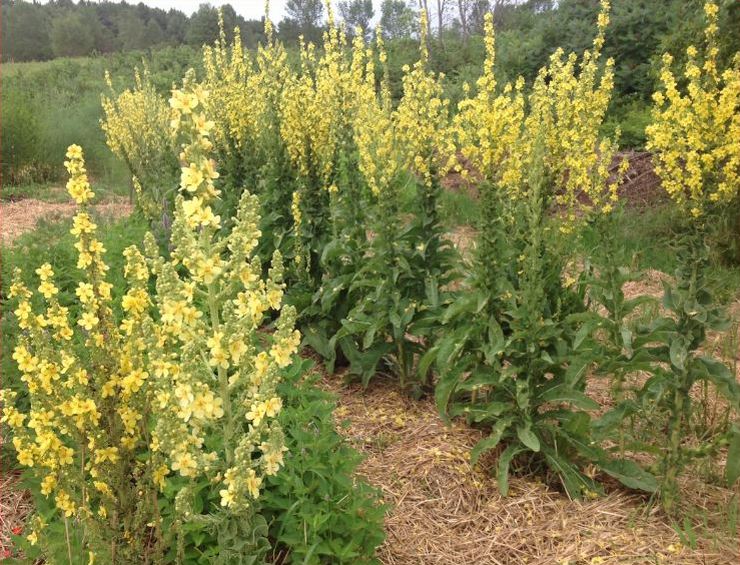 Vanlig mullein