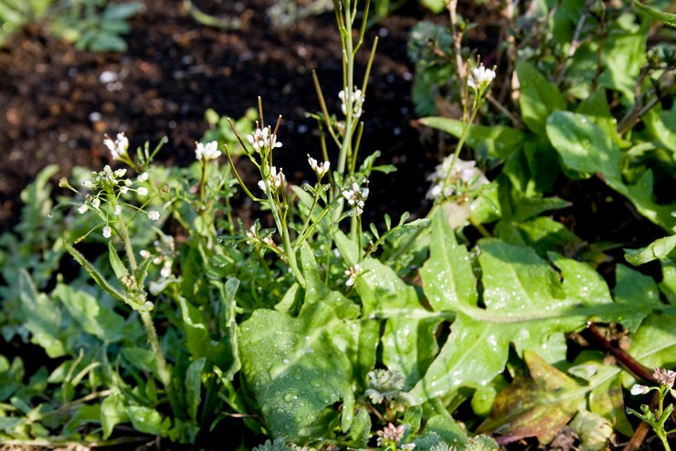 Plantering av en herdepung