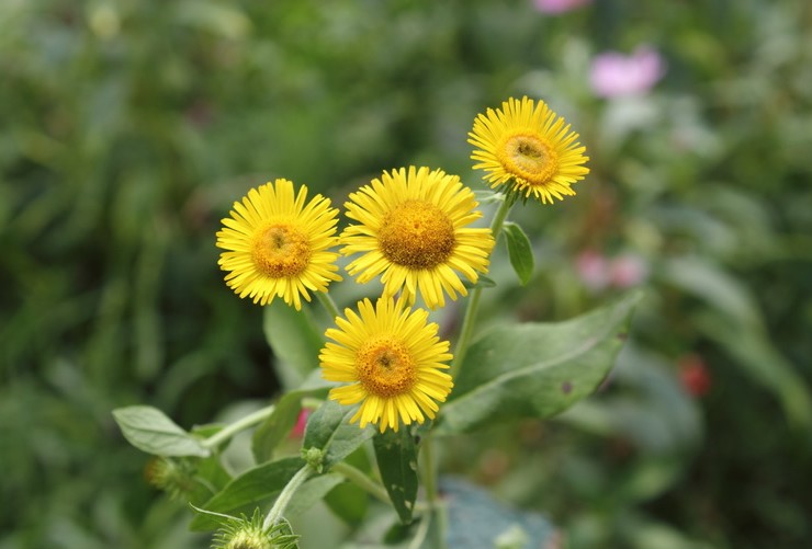 Penerangan Elecampane