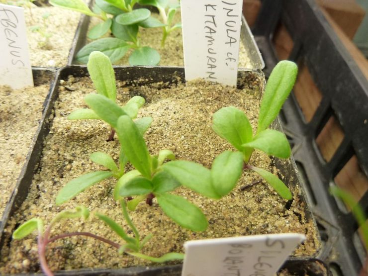 Elecampane dari biji