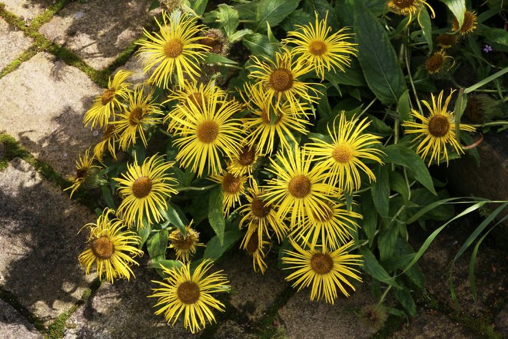 Penjagaan Elecampane