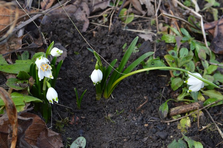 Sjukdomar och skadedjur i den vita blomman