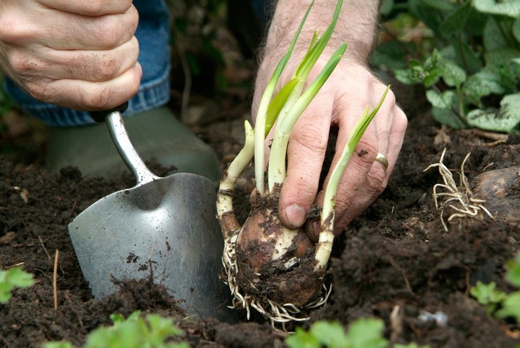 Plantering av en vit blomma