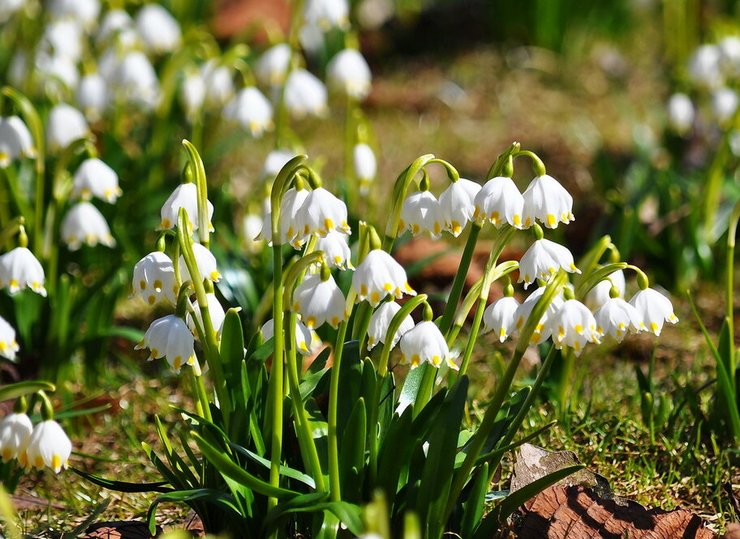 Skötsel av vit blomma