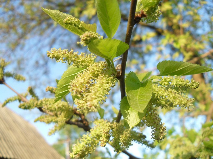 Mulberry beskärning