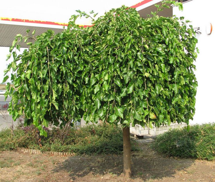 Penerangan mengenai mulberry