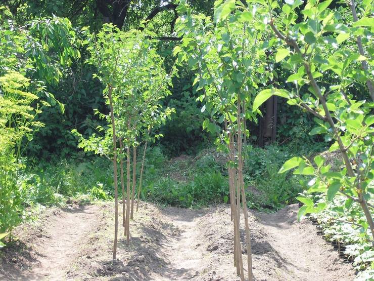 Penanaman mulberry