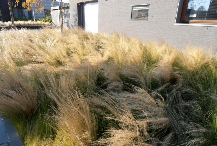 Herbe à plumes dans la conception de paysage