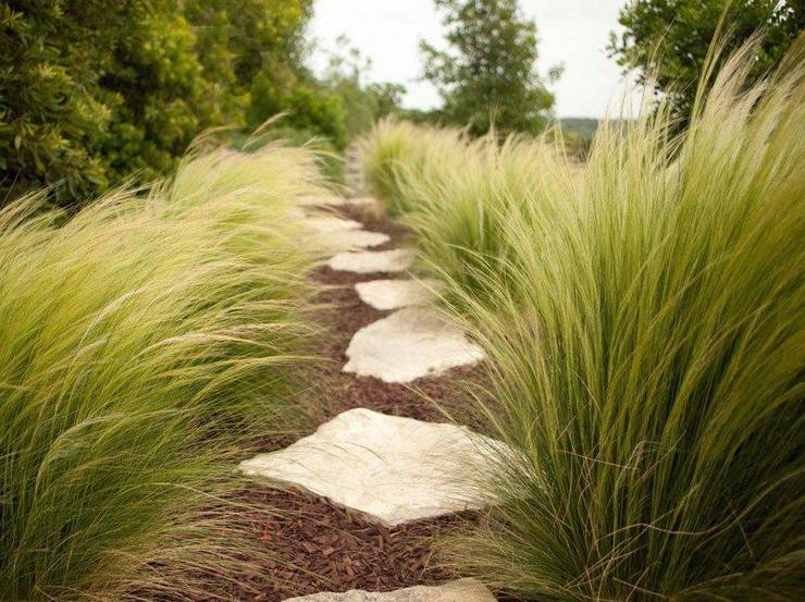 Herbe à plumes