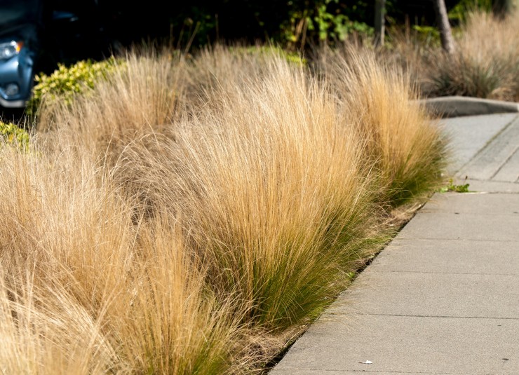 Entretien de l'herbe à plumes dans le jardin