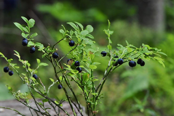 Menanam blueberry