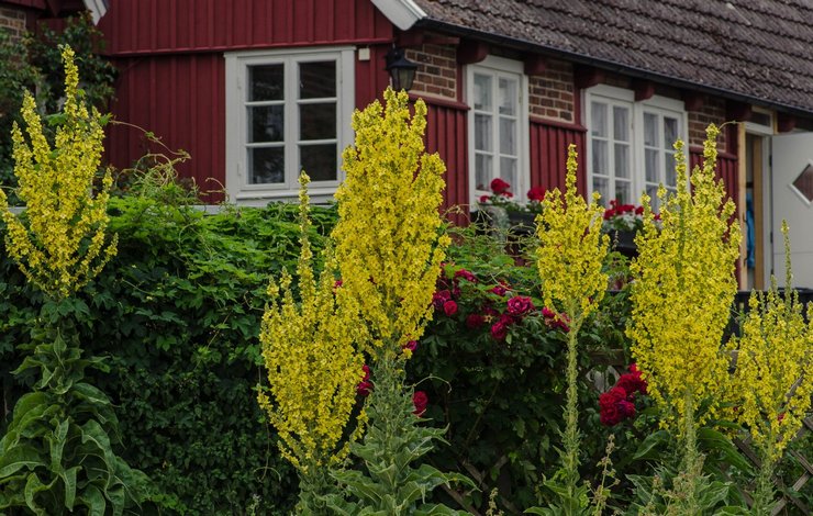 Mullein dalam reka bentuk landskap