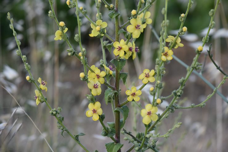 Mullein växt