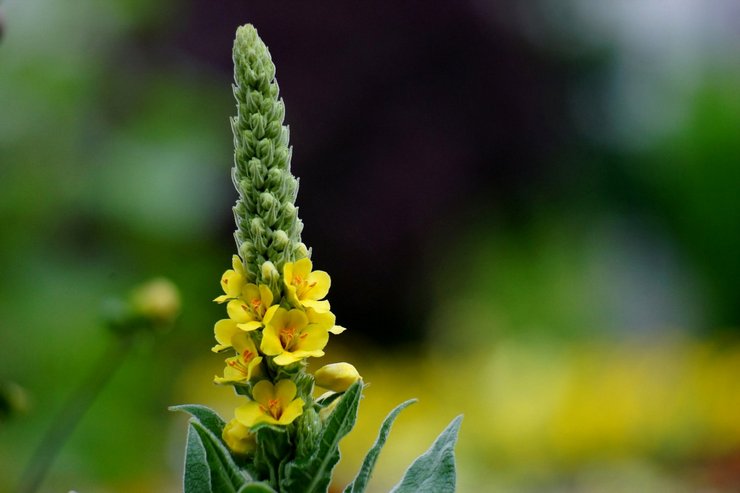 Läkemedelsegenskaper hos mullein