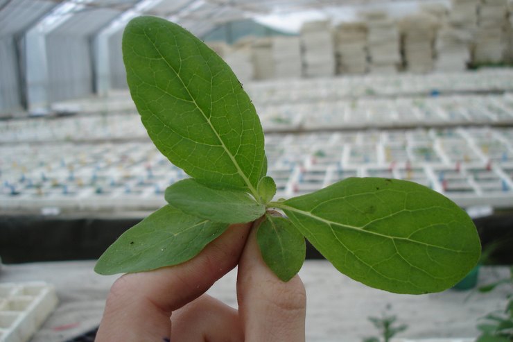 Mullein yang semakin meningkat