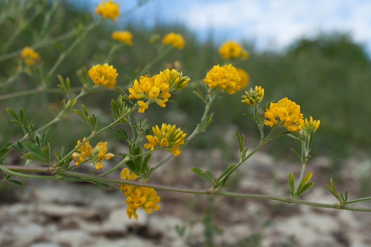 Halvmåne alfalfa