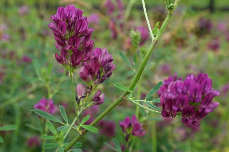 Menyemai alfalfa