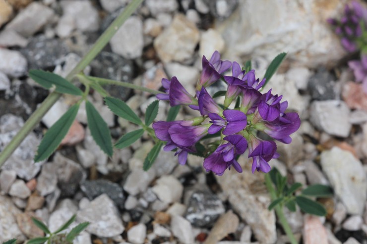 Hibrid Alfalfa