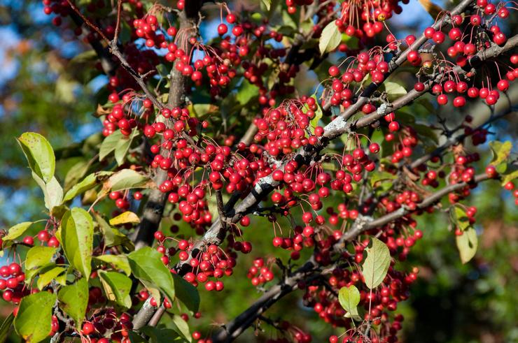 Aronia merah