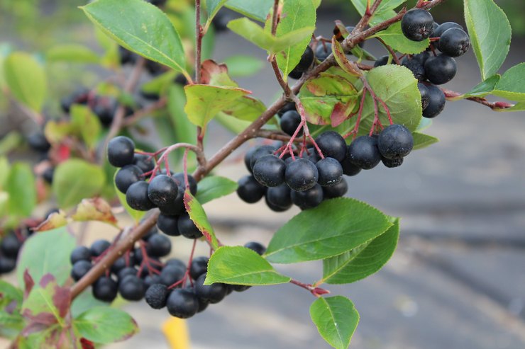 Aronia