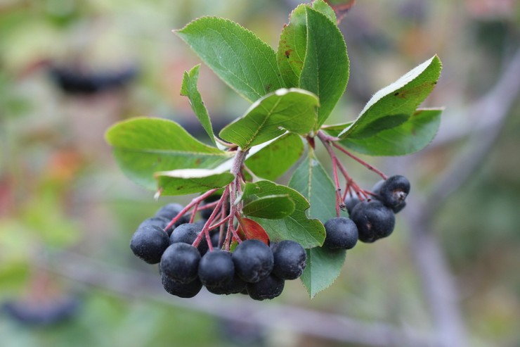 Svart chokeberry