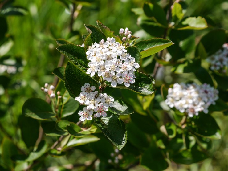 Penerangan Aronia