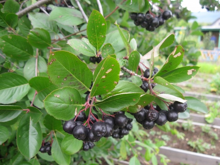 Penjagaan Chokeberry