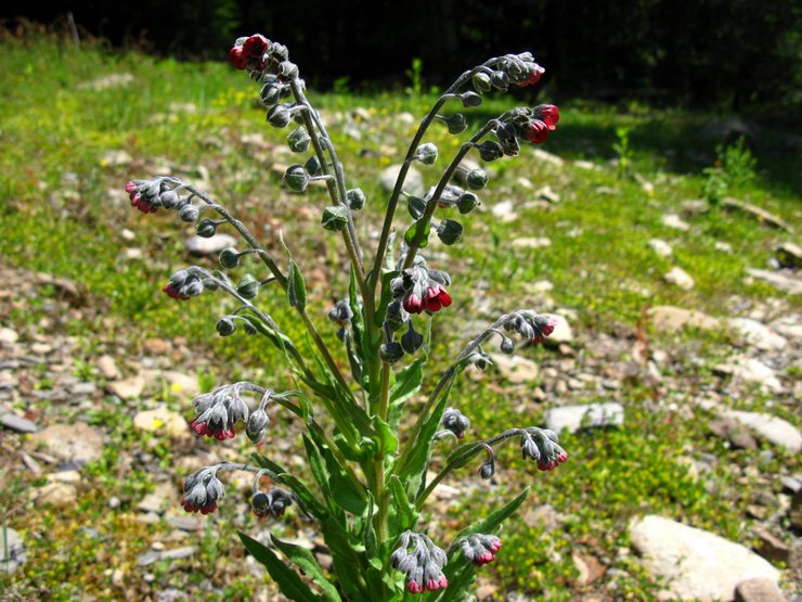 Blackroot medicinal