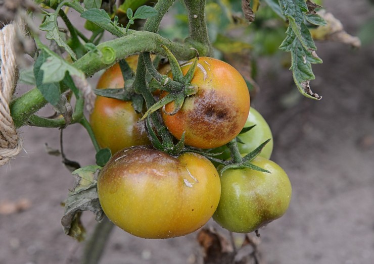 Phytophthora pada tomato