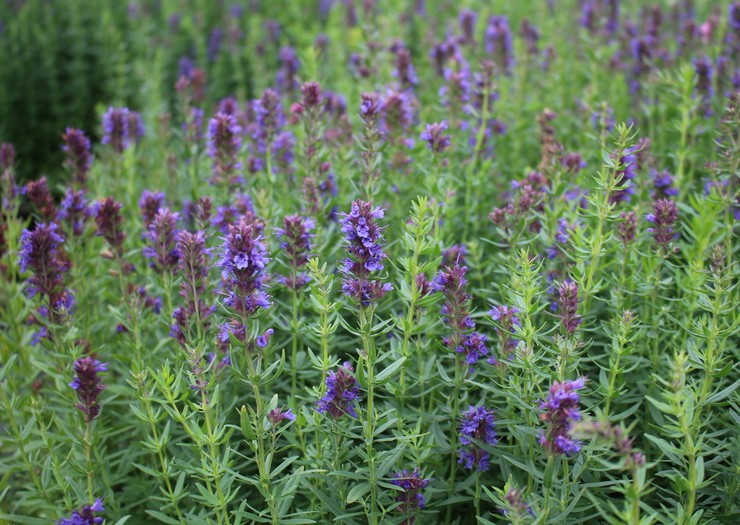 Hyssop