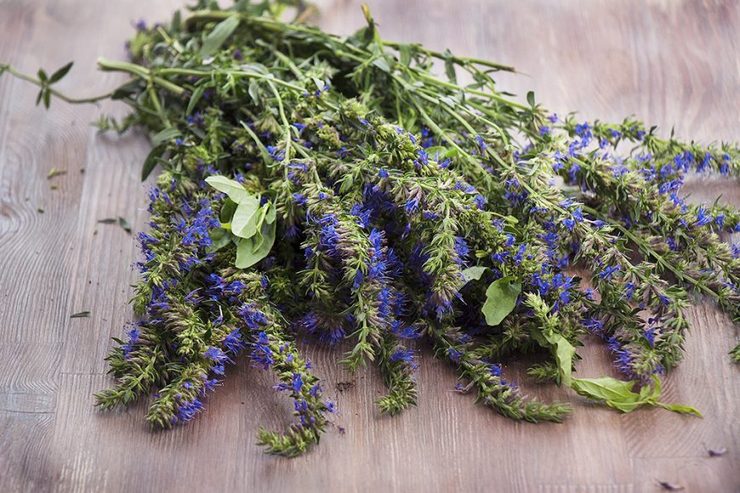 Sifat hyssop