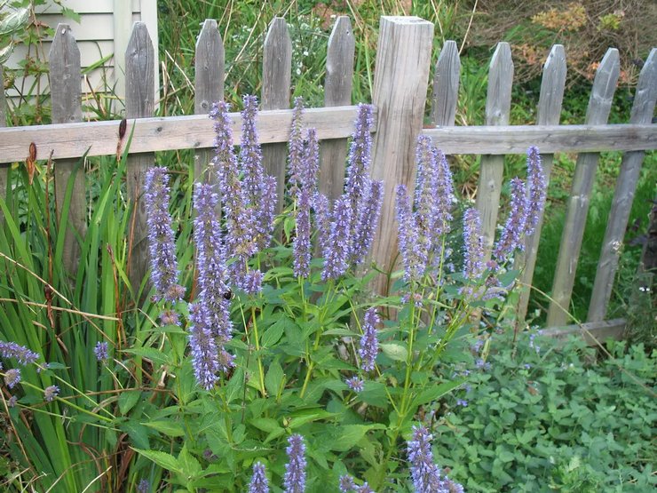 Penjagaan Hyssop