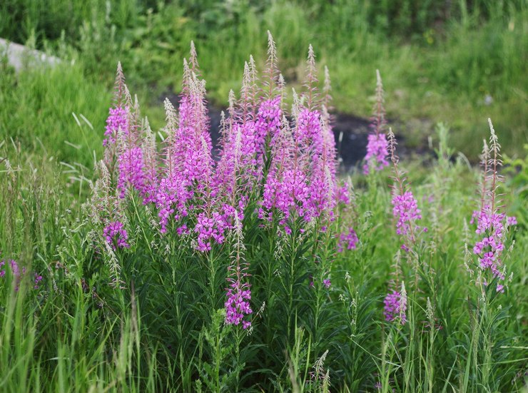 Teh Ivan (fireweed)