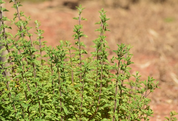 Marjoram beskrivning