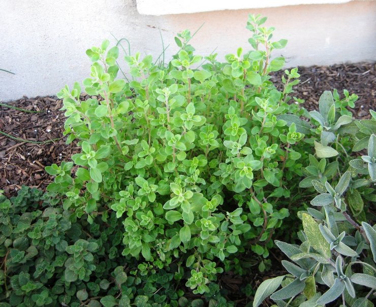 Penjagaan marjoram