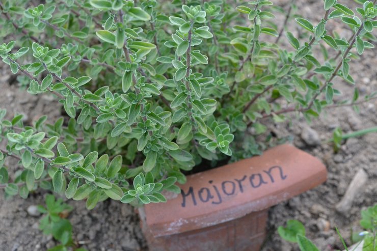 Marjoram yang semakin meningkat