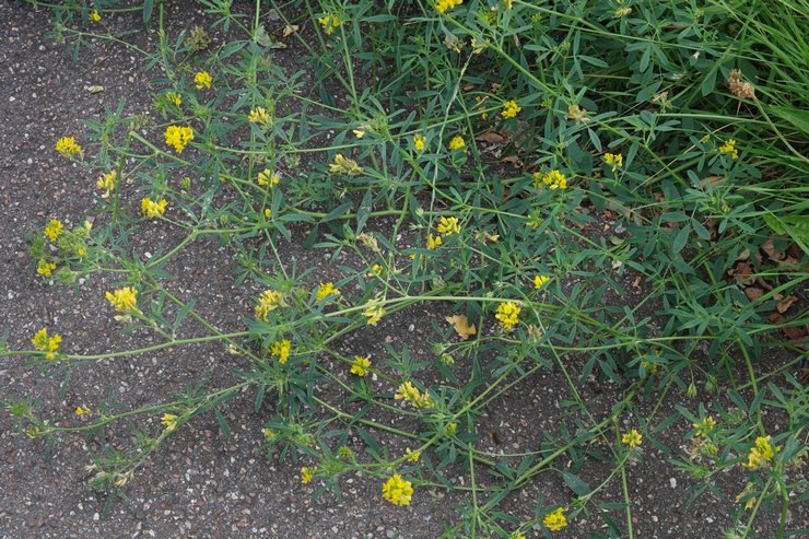 Växande alfalfa som foder