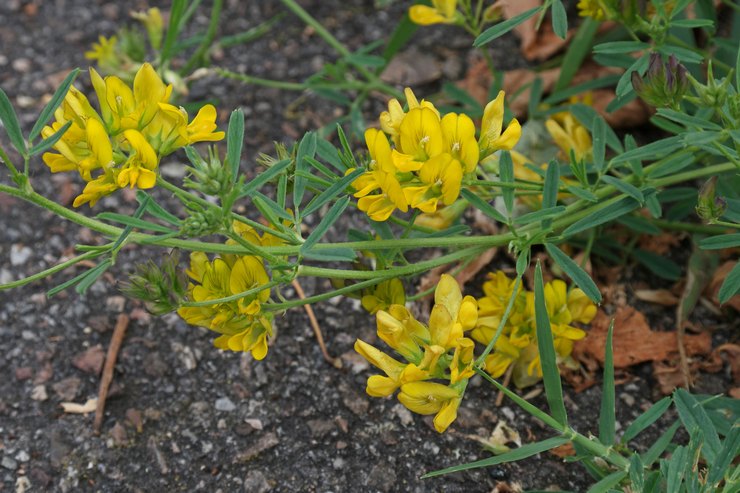 Plantera alfalfa