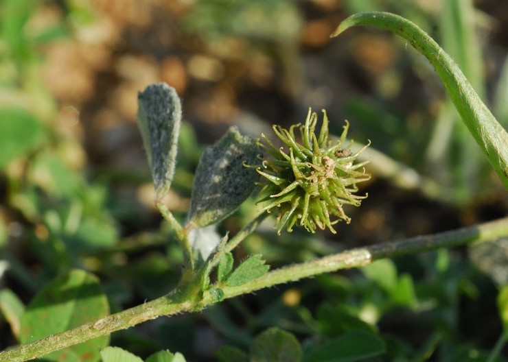 Alfalfa egenskaper