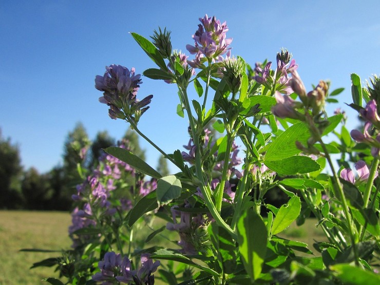 Växande alfalfa