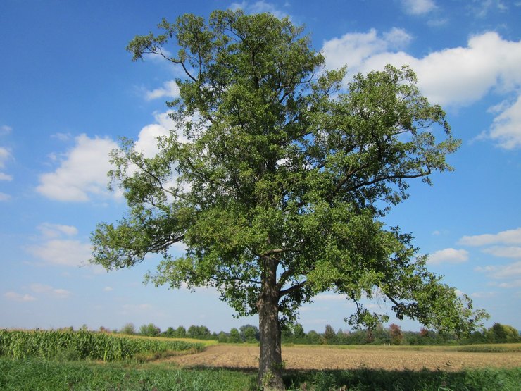 Pokok tua