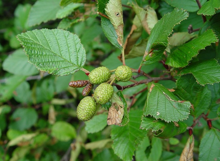 Penerangan Alder